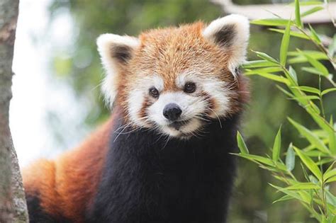 Red Panda Belfast Zoo Says Missing Animal Found Safe And Well