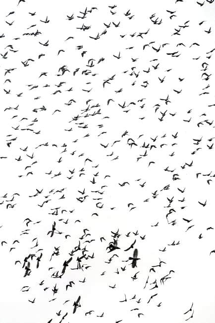 Low Angle Photography Of Flock Of Bird Flying · Free Stock Photo