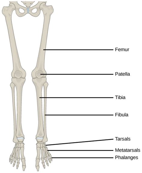 Types Of Skeletal Systems Openstax Biology 2e