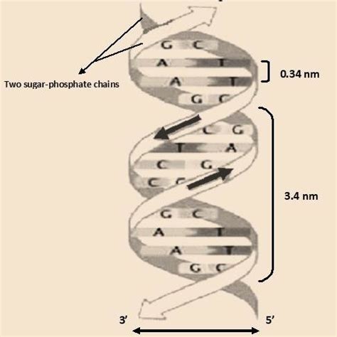 Tertiary DNA Structure As Represented In Watson And Crick S Model Is A