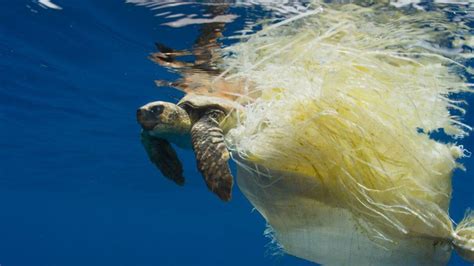 Plastic Marine Pollution Is Choking Sea Turtles Ehn