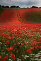 Fondo de pantalla Campo de flores rojas plants wallpaper background ...