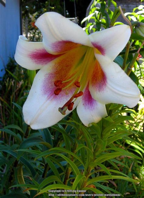 Photo Of The Bloom Of Lily Lilium Passion Moon Posted By Pardalinum