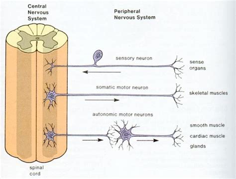 The nervous system can be divided into two major parts—the central nervous system (cns) and the peripheral nervous system (pns). Nik's IGCSE Biology: 2.83 recall that the central nervous ...