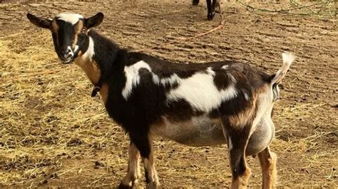 How To Raise Dairy Goats For Milk The Ultimate Guide