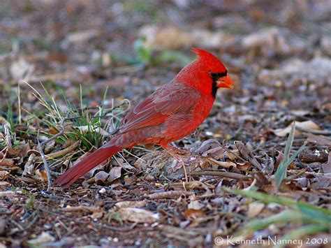 North Central Texas Birds Northern Cardinal