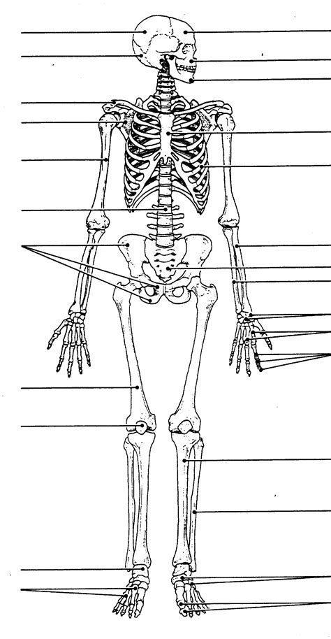 These bones work together to provide flexibility to the trunk, support the muscles of the trunk, and protect the spinal cord and spinal nerves of the back. human skeleton chart diagram picture