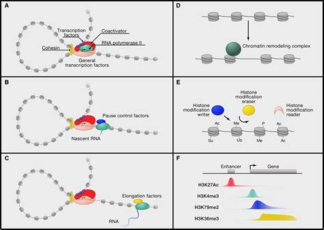 Transcriptional Regulation And Its Misregulation In Disease Cell