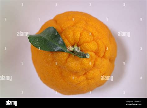 Korean Hallabong Orange On White Background Stock Photo Alamy