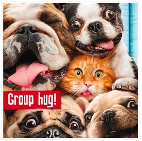 Group Hug Funny Cat And Dogs Greeting Card Ginger Cats Humorous Birthday