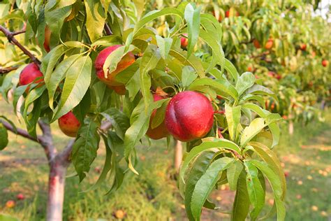 How To Plant And Grow Peaches And Nectarines Harvest To Table