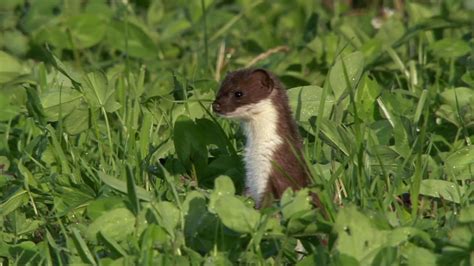 Asadal Bbc Natural World Weasels Feisty And Fearless 2019