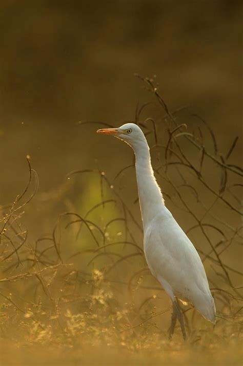 Cattle Egret Bubulcus Ibis Photograph By Andrew Sproule Fine Art America