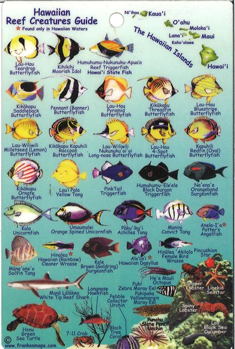 Hawaiian Reef Creatures Map And Identification Card By Frankos Maps Ltd