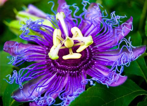 Best 25 Beautiful Purple Flowers For Your Garden