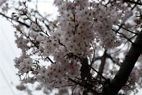 Wallpaper Japan Snow Winter Branch Cherry Blossom Spring Leica