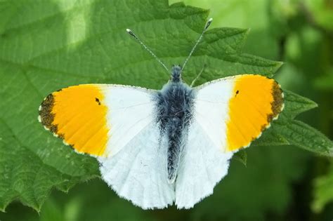 Orange Tip Dorset Butterflies