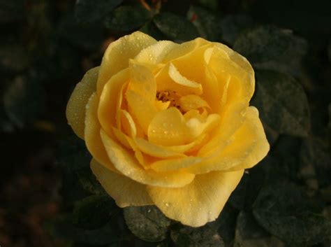 Damask roses should never be cut back. china-plants.com yellow hybrid tea rose | Hybrid tea roses ...