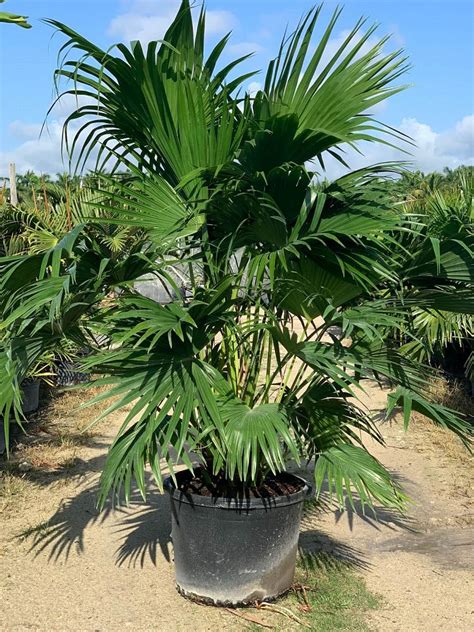 Chinese Fan Palm Install Price Fort Myers Beach Palm Tree Pricing And