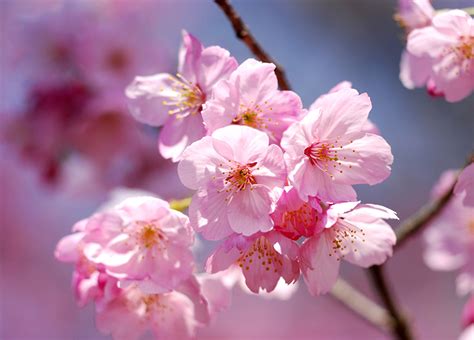 Desktop Hintergrundbilder Japanische Kirschblüte Blüte Großansicht
