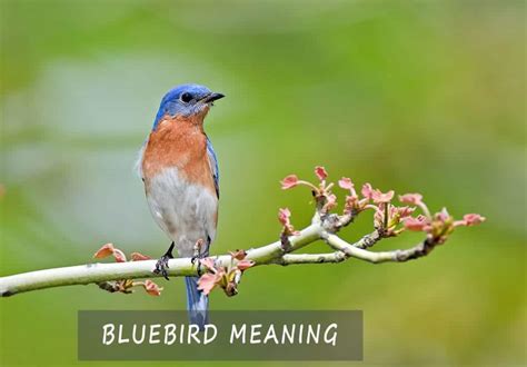 The Bluebird Meaning A Full Guide To Understanding Bluebird Symbolism