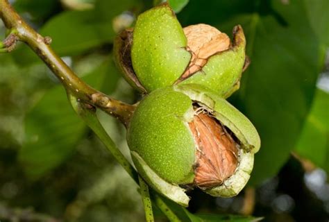 All In One Almond Tree Fruit Garden English Walnut Growing Tree