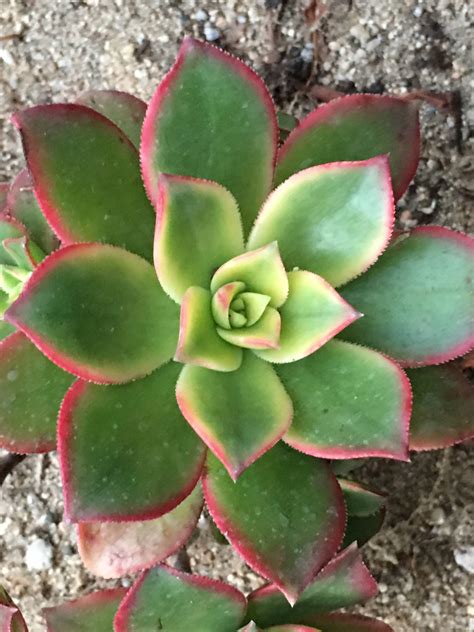 Live Succulent Kiwi Plant Dreamy Green And Cream With Pink
