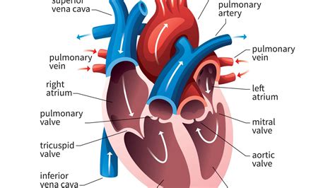 Study Notes On Human Heart For Govt Exam 2023