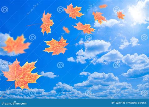 Flying Autumn Leaves Against The Blue Sky Stock Image Image Of