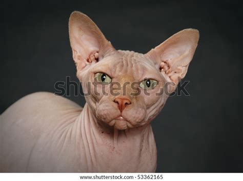 25 Hairless Cat Mean Images Stock Photos And Vectors Shutterstock