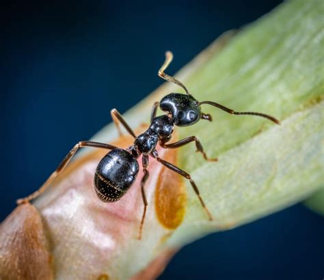 Maybe you would like to learn more about one of these? What do Carpenter Ants Eat? - Sigma Pest Control