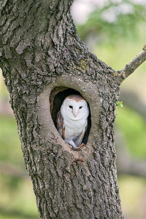 Barn Owl In A Tree Photograph By John Devriesscience Photo Library