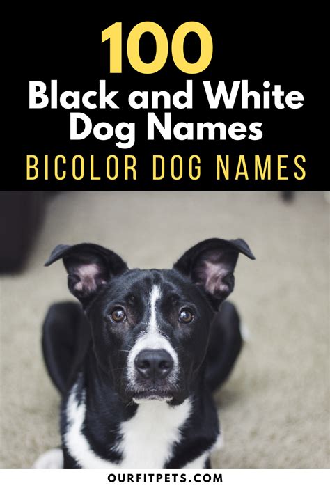 100 Black And White Dog Names Bicolor Dog Names Our Fit Pets