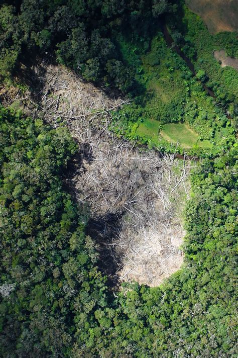 Deforestation In Madagascar © Rbg Kew In 2021 Trees To Plant