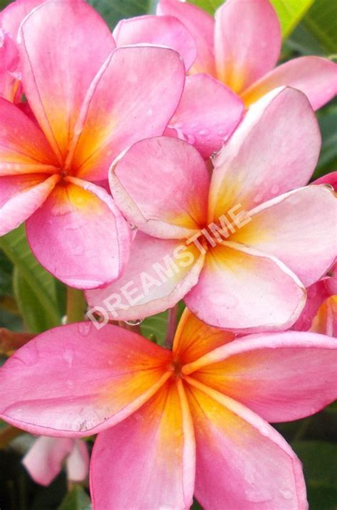 Alternatively, you can sink container grown plumerias in the ground, bringing them indoors once the temperatures begin to drop in fall. Plumeria flowers pink white yellow on the tree on the ...