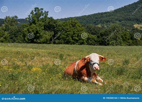 Brown Spotted Cow Grazing In The Field Of Grass Stock Image Image Of Graze Farm