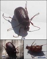Images of Cockroach Or Beetle