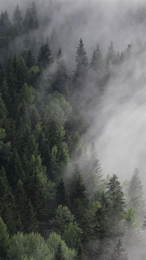 Wallpaper Austria 4k 5k Wallpaper 8k Forest Fog Mist Pines