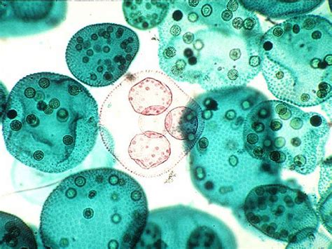 Cells Design Inspiration Microscopic Photography Biology Art