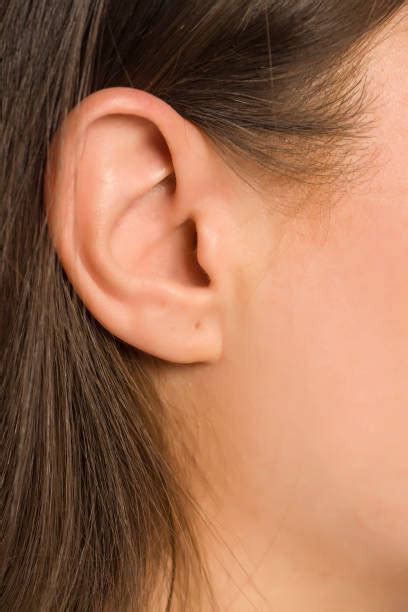 90 Earlobe Human Ear Side View Listening Stock Photos Pictures