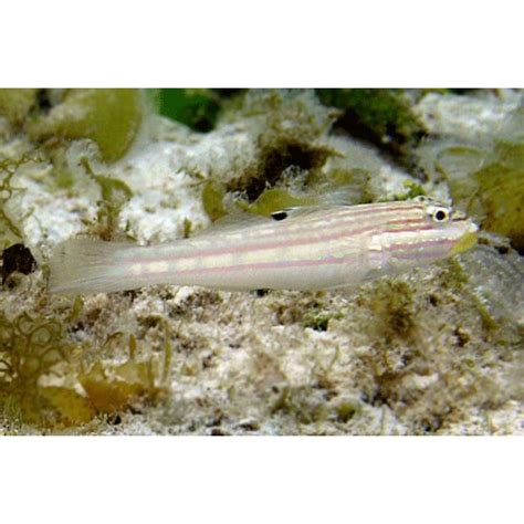 Valenciennea Muralis Mural Goby