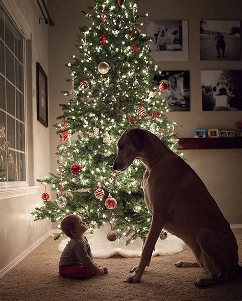 19 Christmas Cards Ideas For Your Pets Baby Christmas Photos