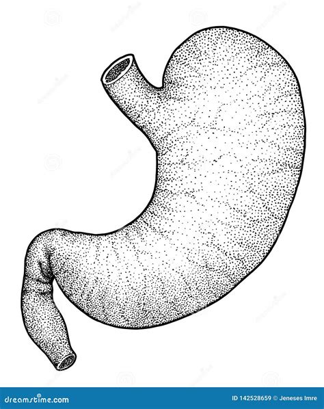 Human Stomach Illustration Drawing Engraving Ink Line Art Vector