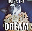 20 Dream Memes to Inspire You in a Funny Way - SayingImages.com