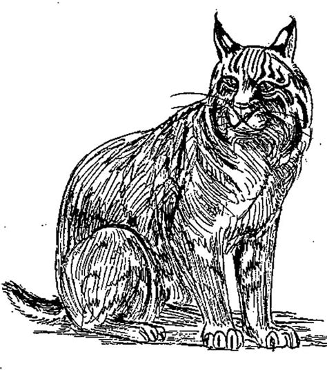 Drawing Bobcat Coloring Pages Best Place To Color Coloring Pages