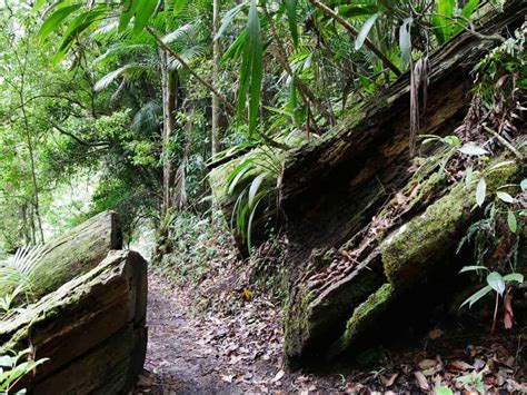 Springbrook National Park Walks And Gold Coast Waterfalls