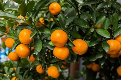 Complete Guide To Easily Growing Citrus Trees Indoors Eco Snippets