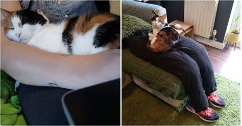 Couple Makes A Fake “lap” To Comfort Their Super Clingy Cat While They