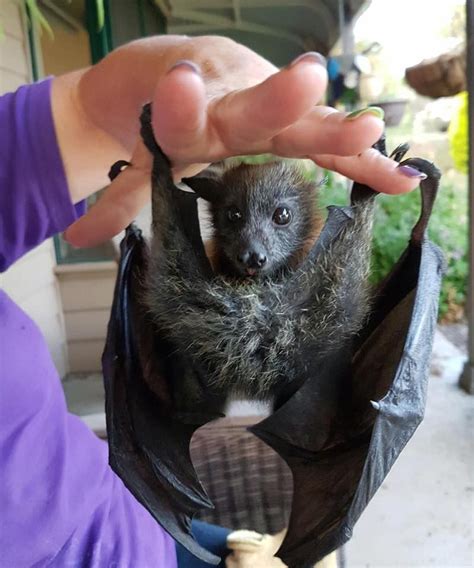 How Do Baby Bats Get In The House Latina Palma