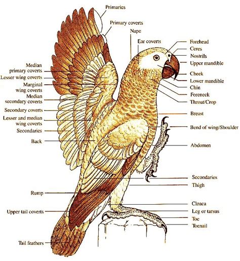 Draw And Label The Internal And External Structure Of A Bird Draw Easy